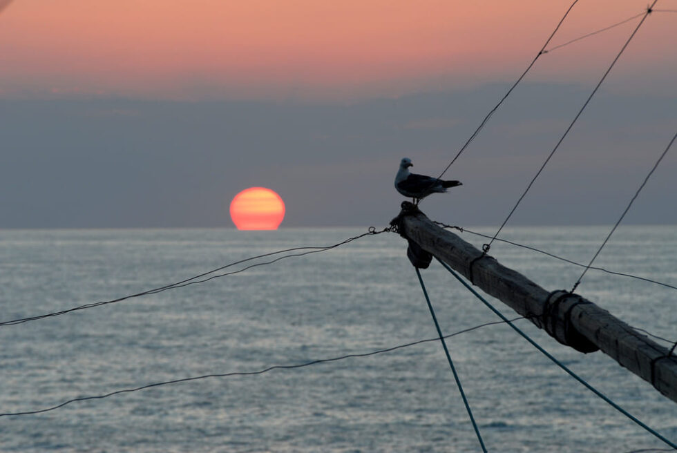 Gabbiano su trabocco al tramonto